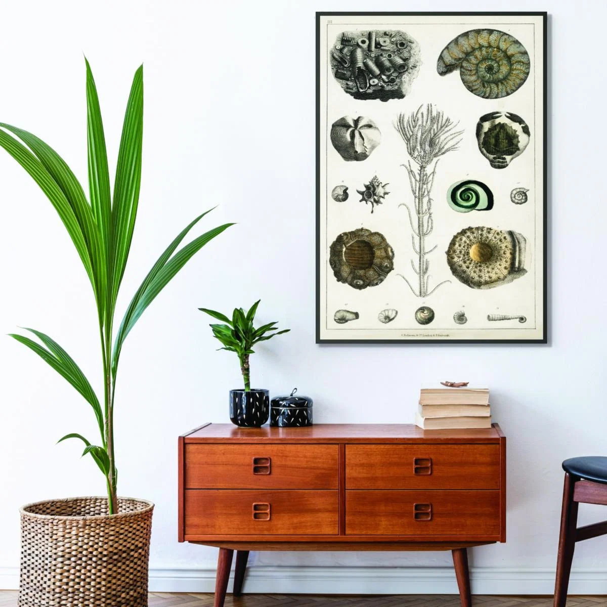 Green Collection Of Fossils Iii Print Medium Stanley Print House – image 3