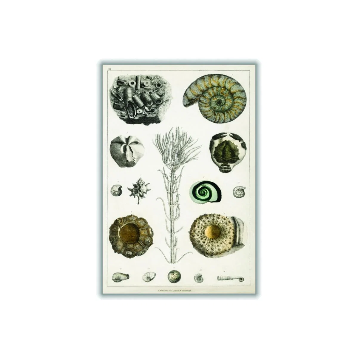 Green Collection Of Fossils Iii Print Medium Stanley Print House – image 1