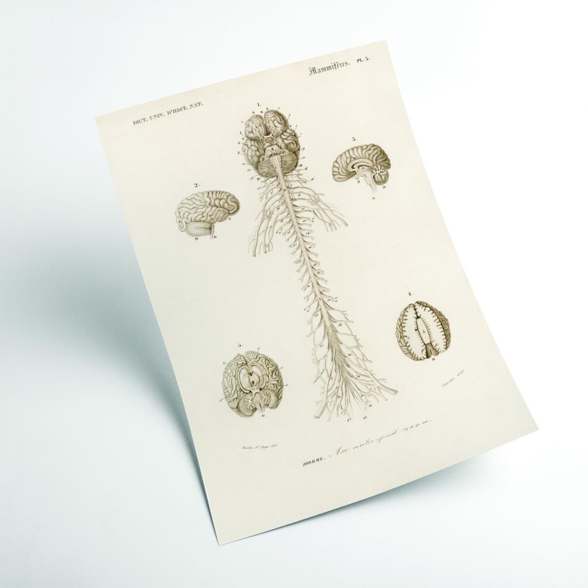 Neutrals Human Brain Illustration Print Small Stanley Print House – image 2