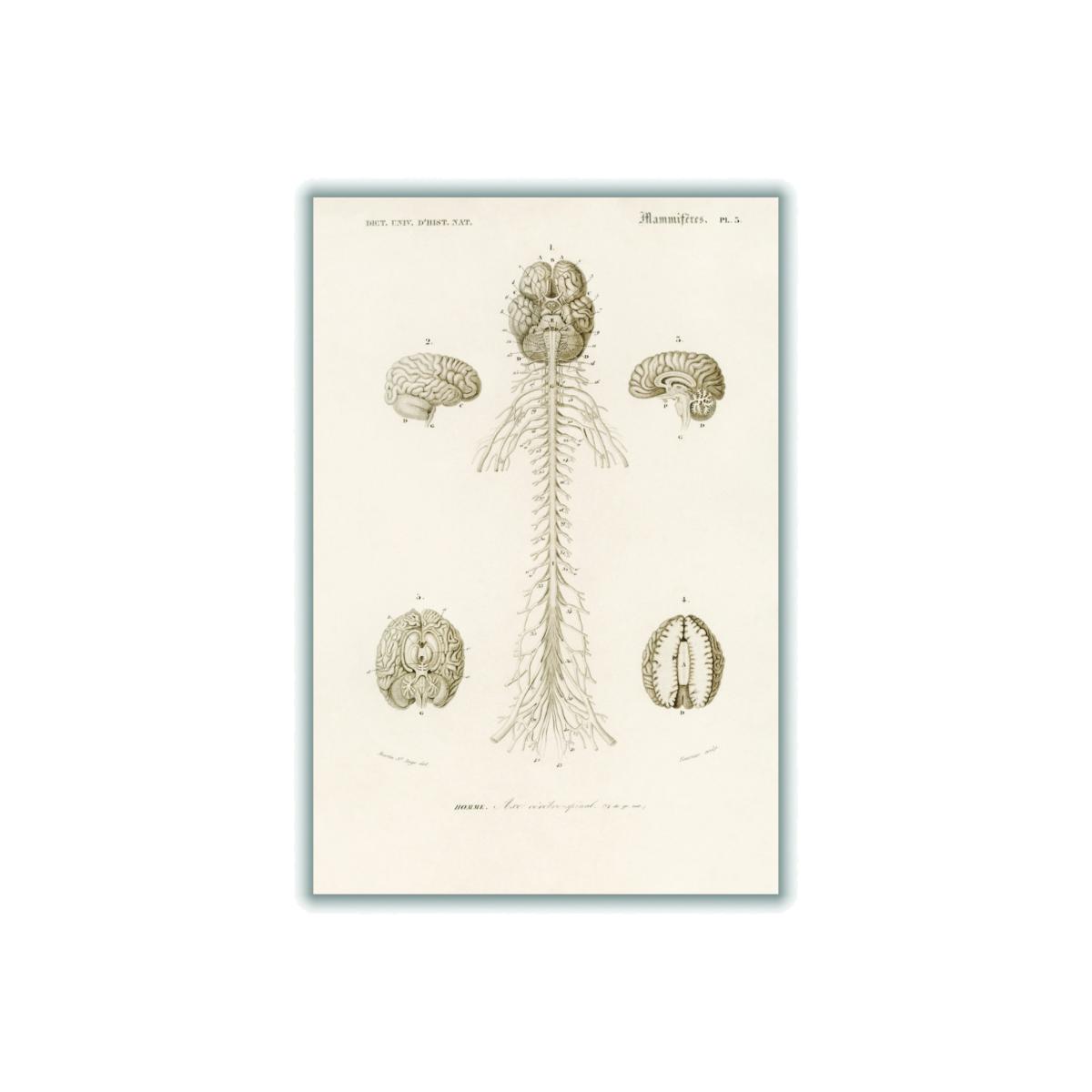 Neutrals Human Brain Illustration Print Small Stanley Print House – image 1