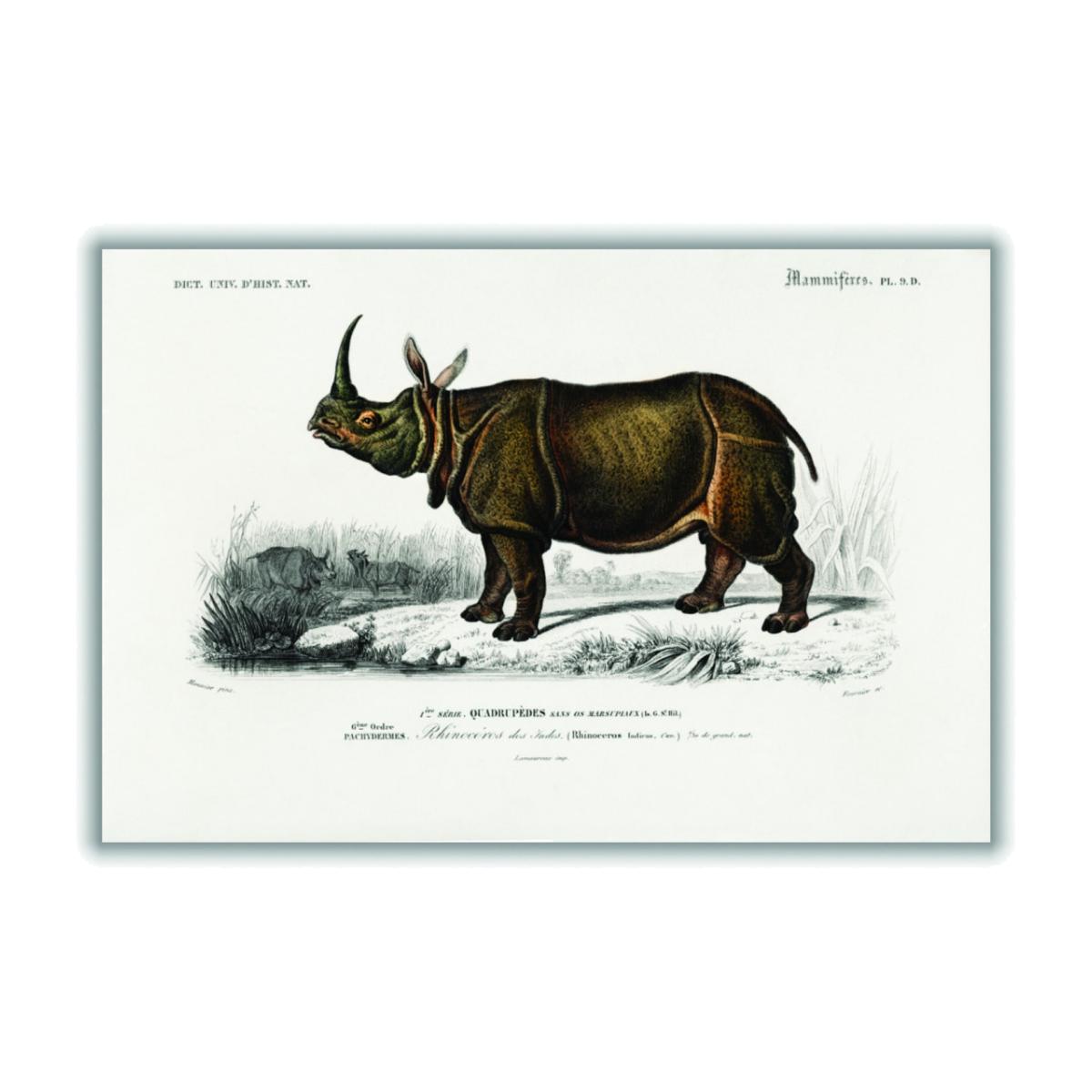Brown Indian Rhinoceros A3 297 X 420Mm Stanley Print House – image 1