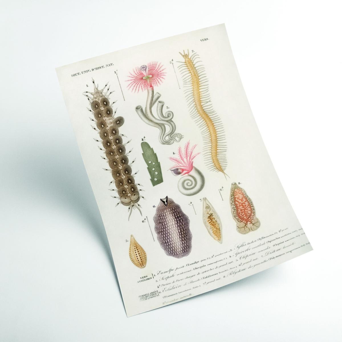 Yellow / Orange Natural History - Different Types Of Marine Life 1 Extra Small Stanley Print House – image 2