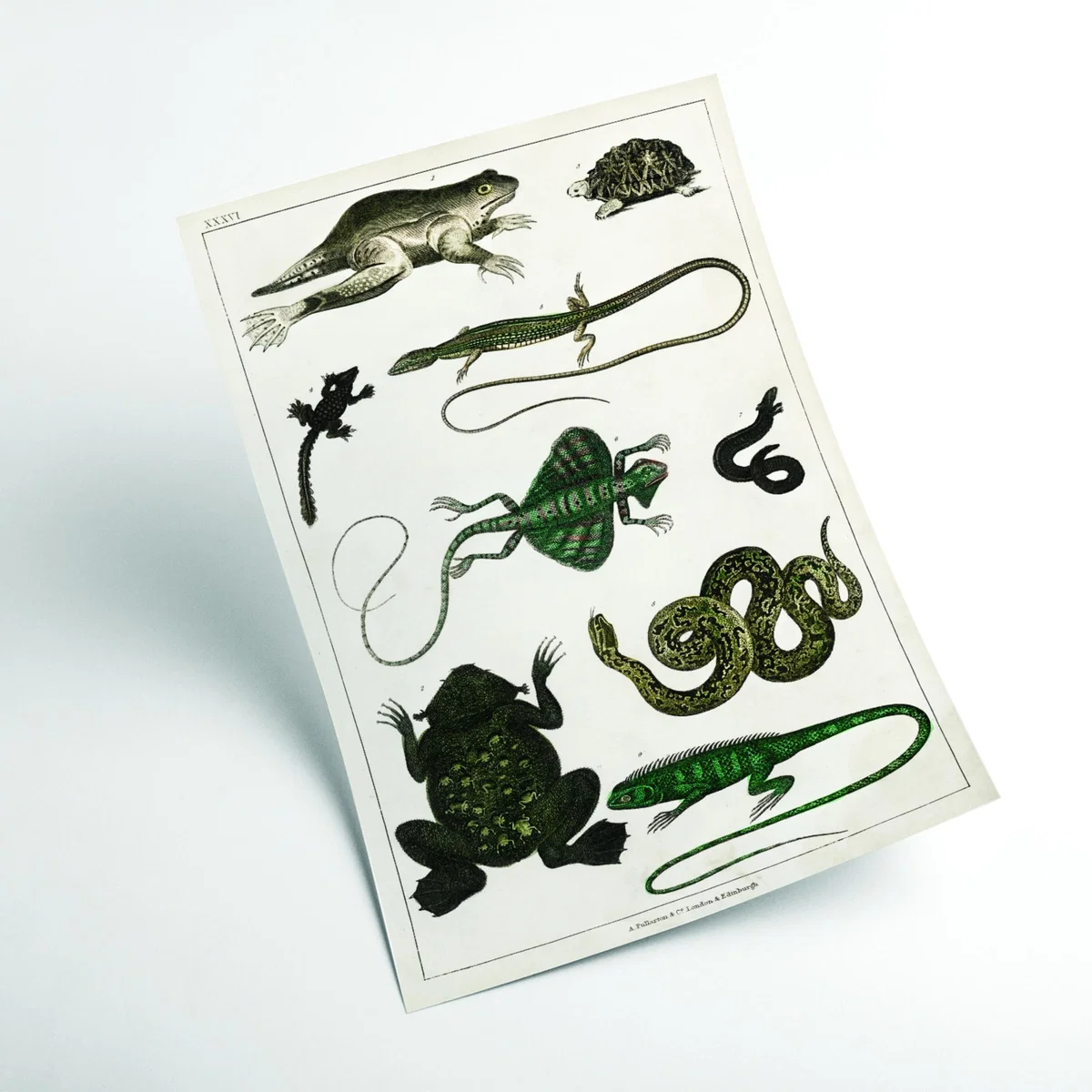 Green Reptiles Large Stanley Print House – image 2