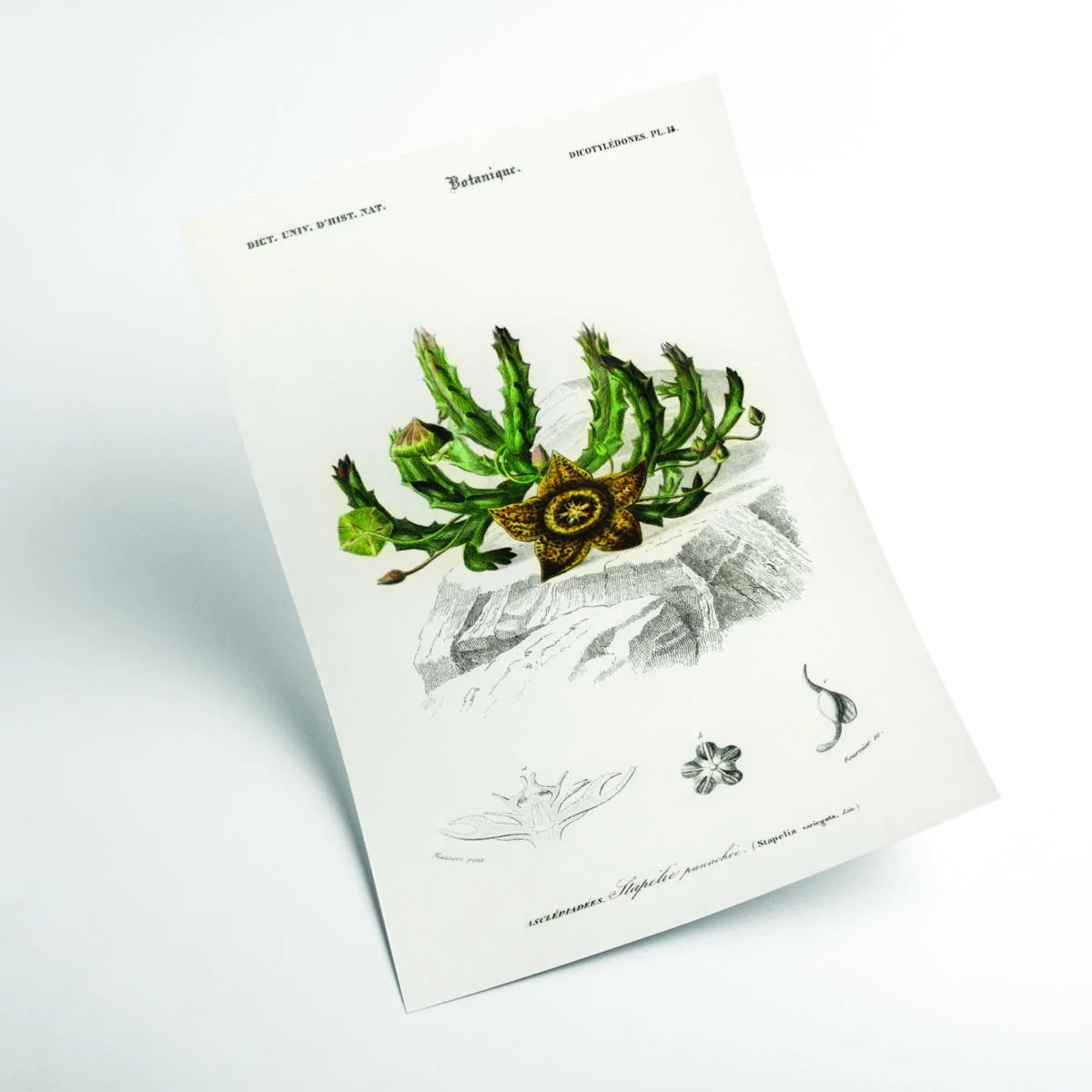 Green Carrion Flower Print Small Stanley Print House – image 2