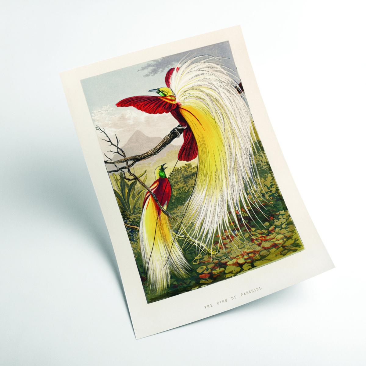 Yellow / Orange The Bird Of Paradise A2 420 X 594Mm Stanley Print House – image 2