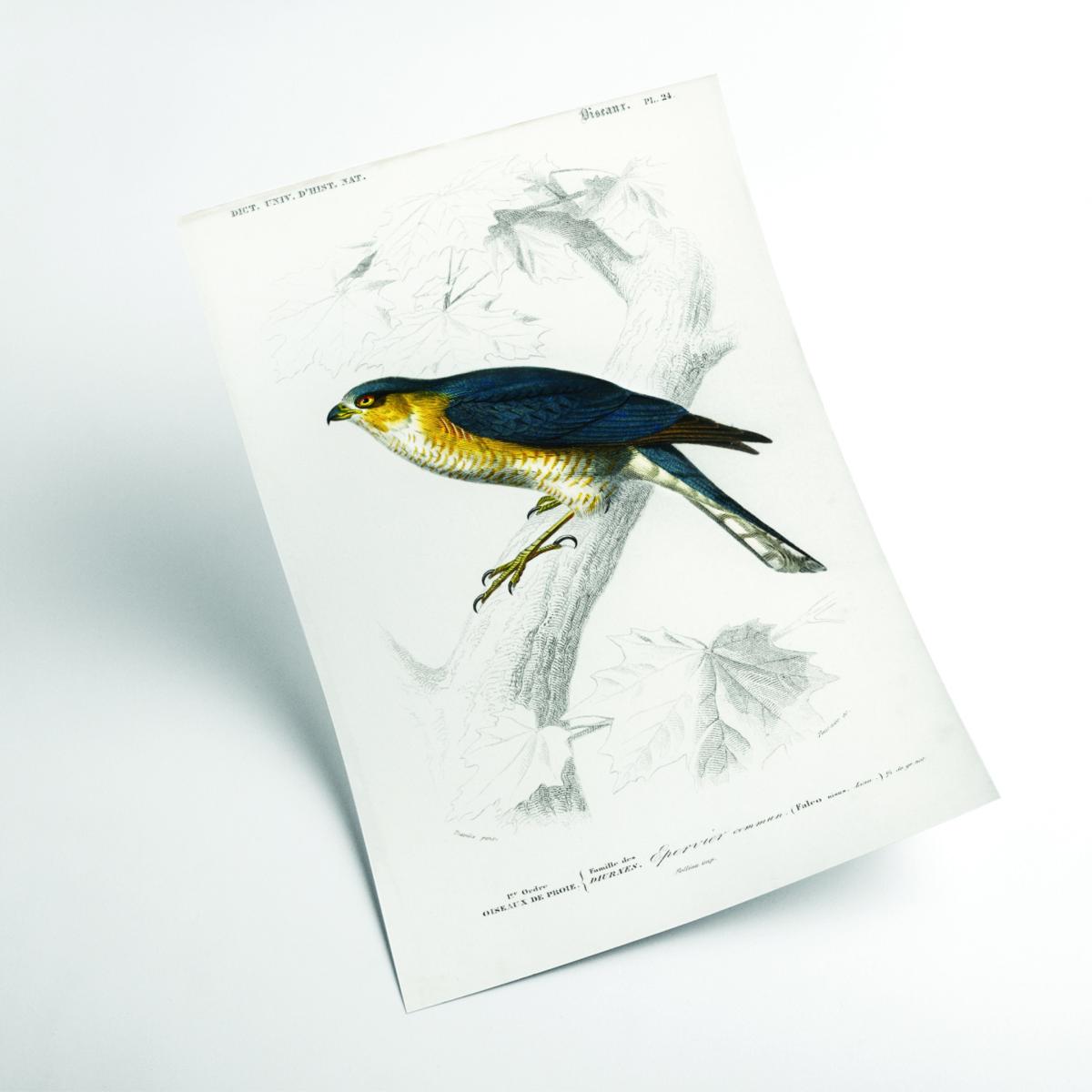 Yellow / Orange Eurasian Sparrowhawk Print Extra Small Stanley Print House – image 2