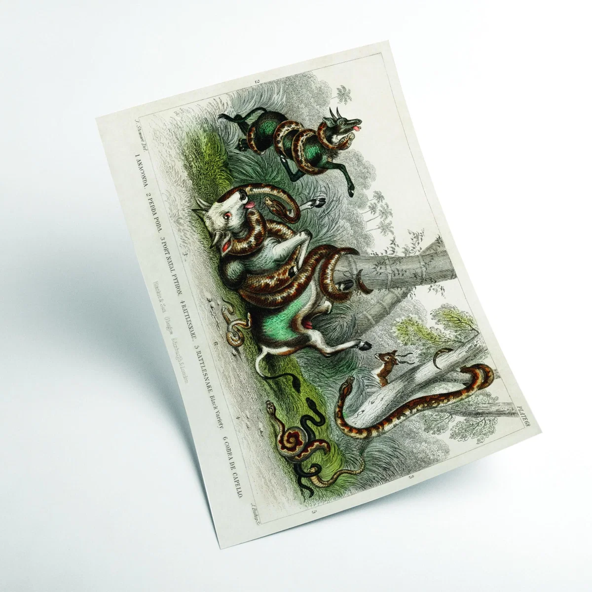 Neutrals Various Snakes Extra Large Stanley Print House – image 2