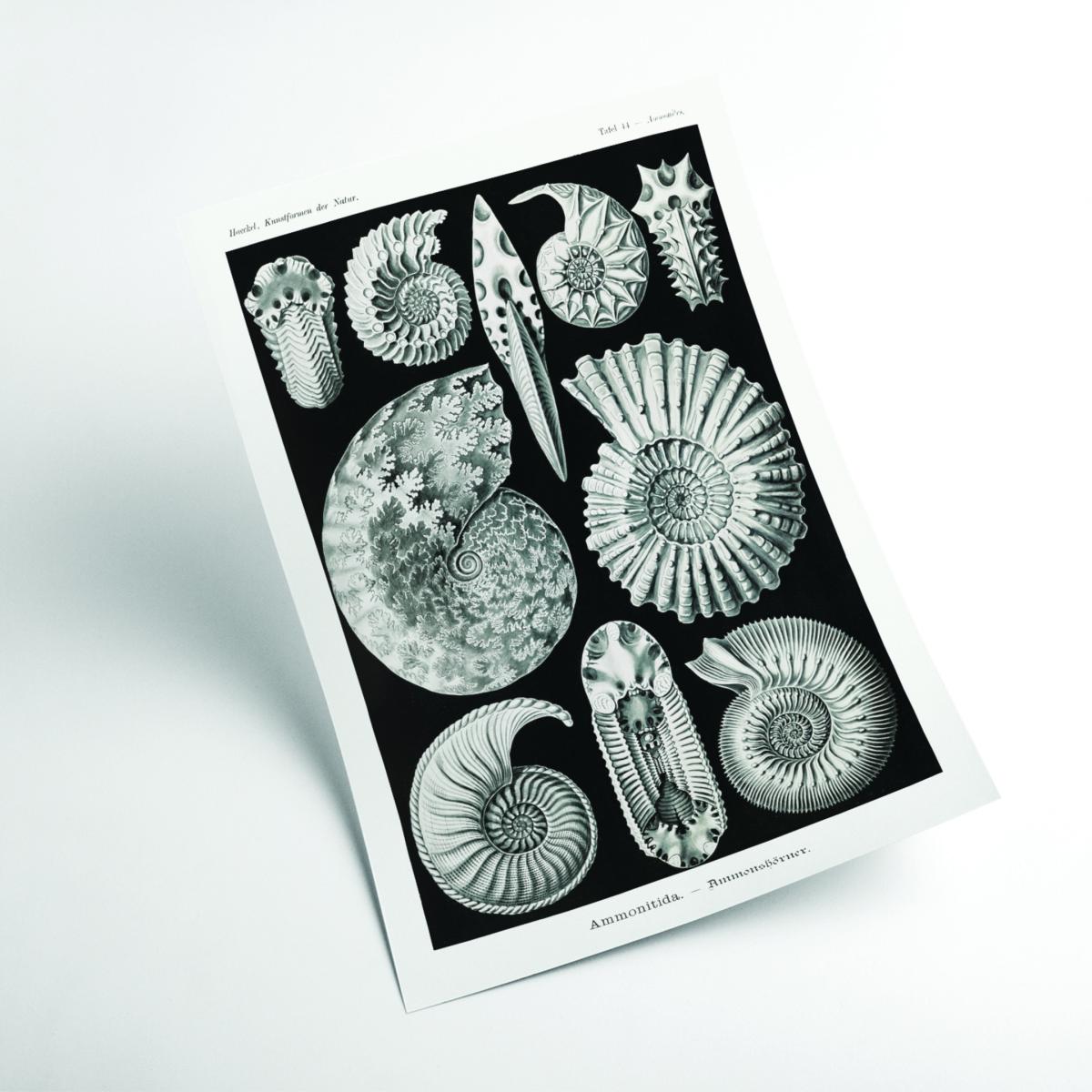 Grey Ammonitida-Ammonshörner By Ernst Haeckel Extra Large Stanley Print House – image 2