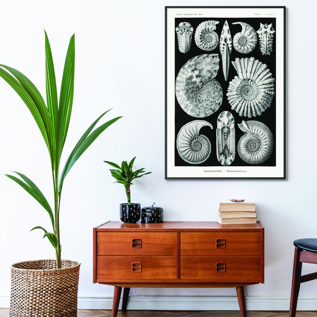 Grey Ammonitida-Ammonshörner By Ernst Haeckel Extra Large Stanley Print House – image 3