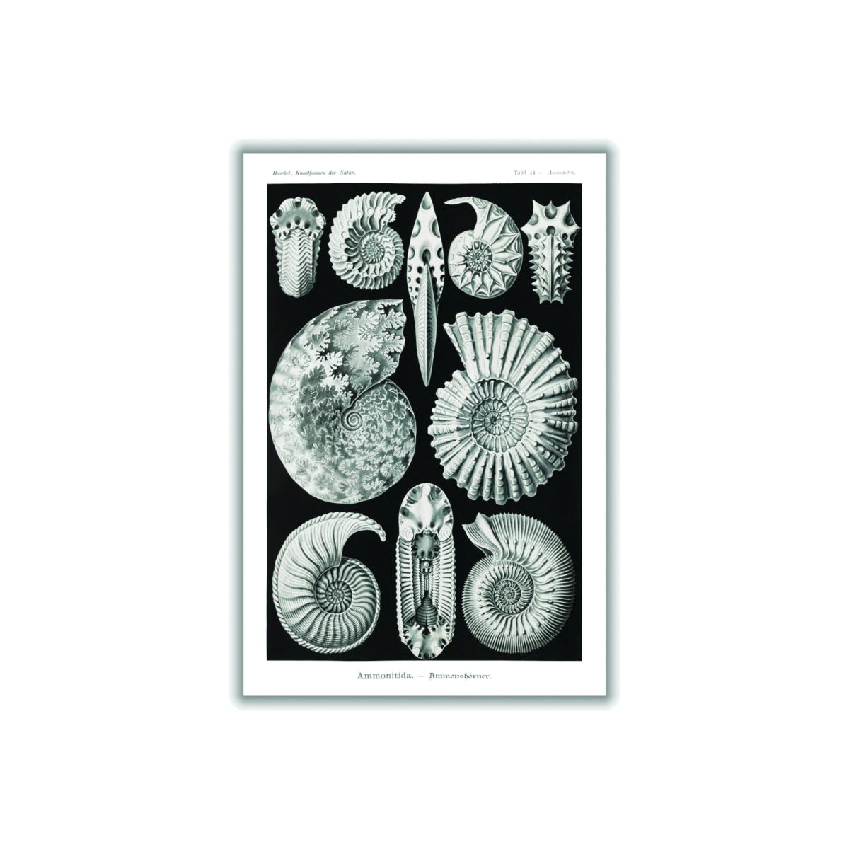 Grey Ammonitida-Ammonshörner By Ernst Haeckel Extra Large Stanley Print House – image 1