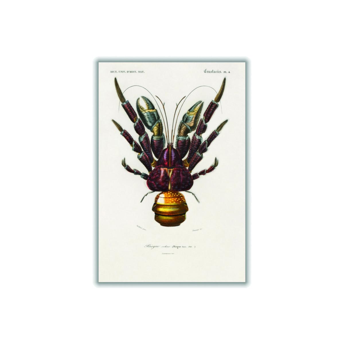 Brown Coconut Crab Medium Stanley Print House – image 1
