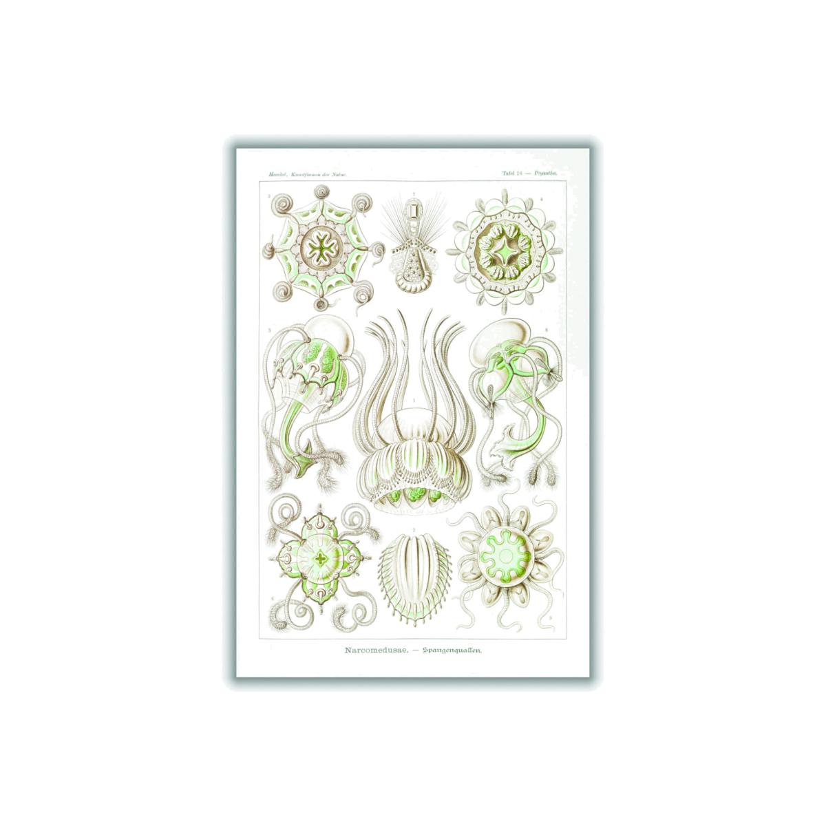 Neutrals Narcomedusae-Spangenquallen By Ernst Haeckel A2 420 X 594Mm Stanley Print House – image 1