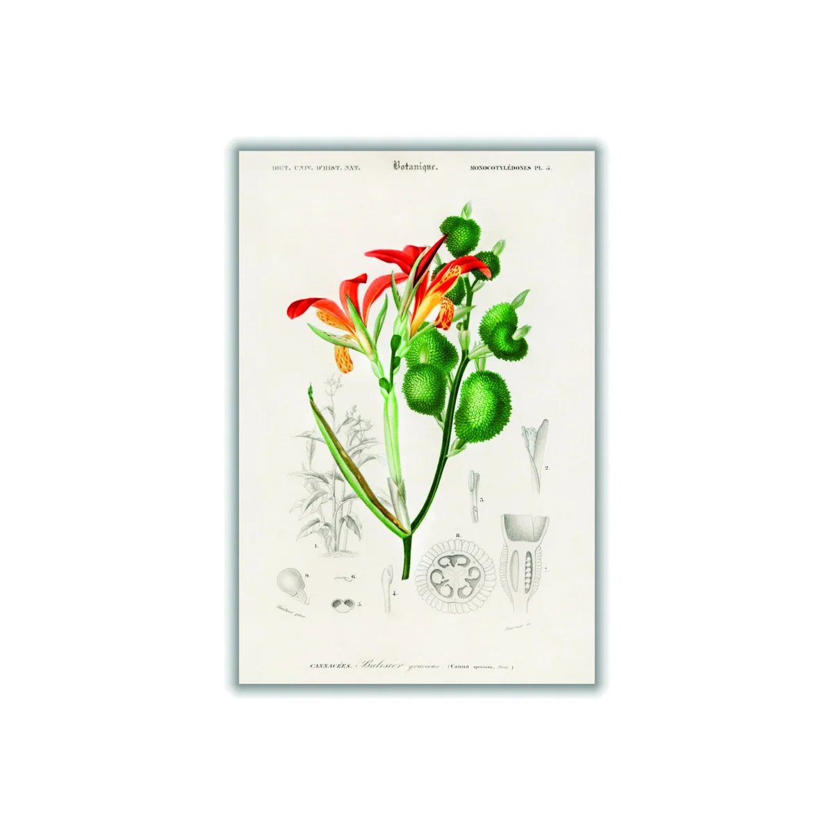 Anna Speciosa A4 210 X 297Mm Stanley Print House – image 1