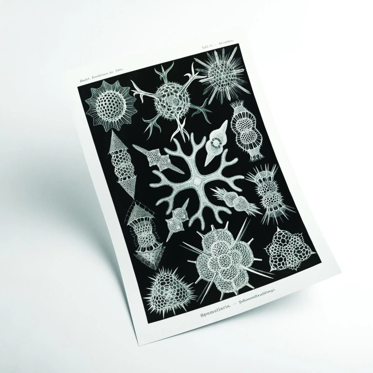 Grey Spumellaria-Schaumstrahlinge By Ernst Haeckel A2 420 X 594Mm Stanley Print House – image 2
