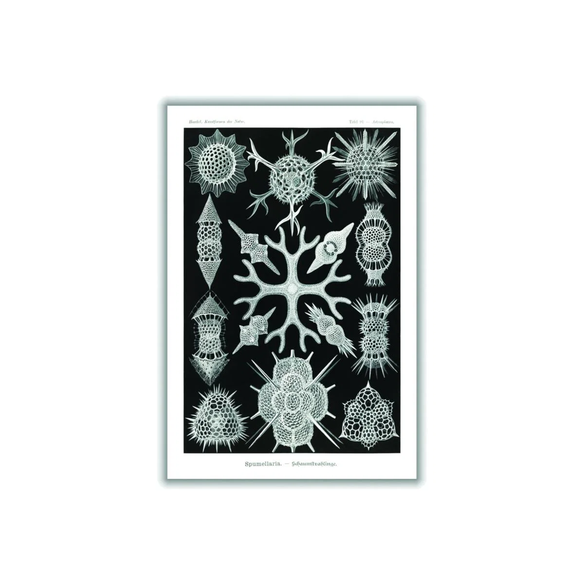 Grey Spumellaria-Schaumstrahlinge By Ernst Haeckel A2 420 X 594Mm Stanley Print House – image 1
