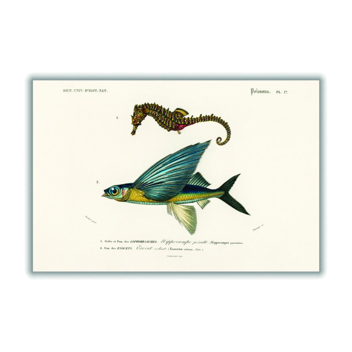 Blue Lined Seahorse Xxs Stanley Print House – image 1