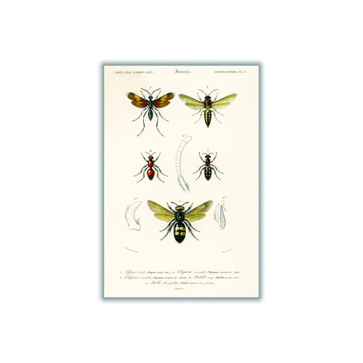Neutrals Natural History - Different Types Of Insects 4 A2 420 X 594Mm Stanley Print House – image 1