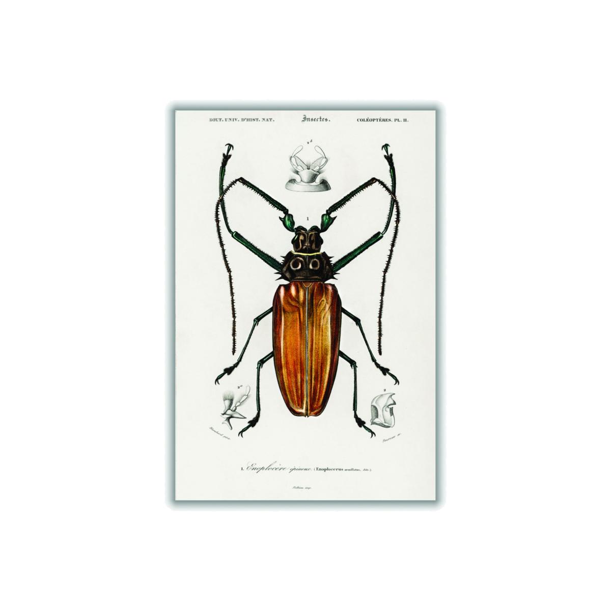 Brown Enoplocerus Armillatus Medium Stanley Print House – image 1