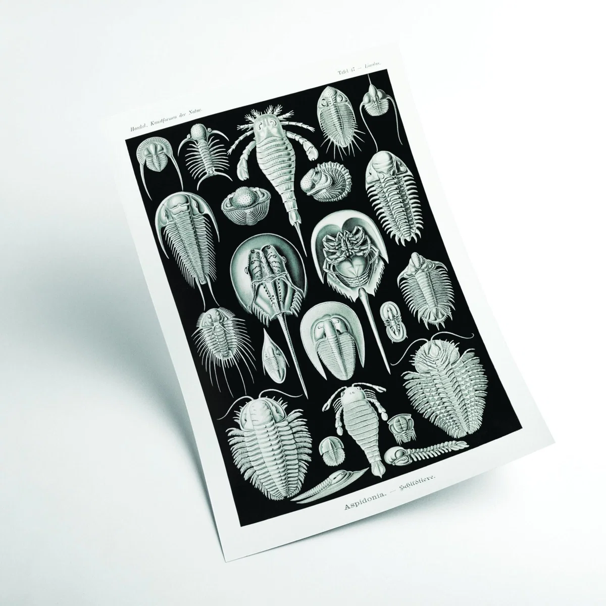 Grey Aspidonia-Schildtiere By Ernst Haeckel A3 297 X 420Mm Stanley Print House – image 2