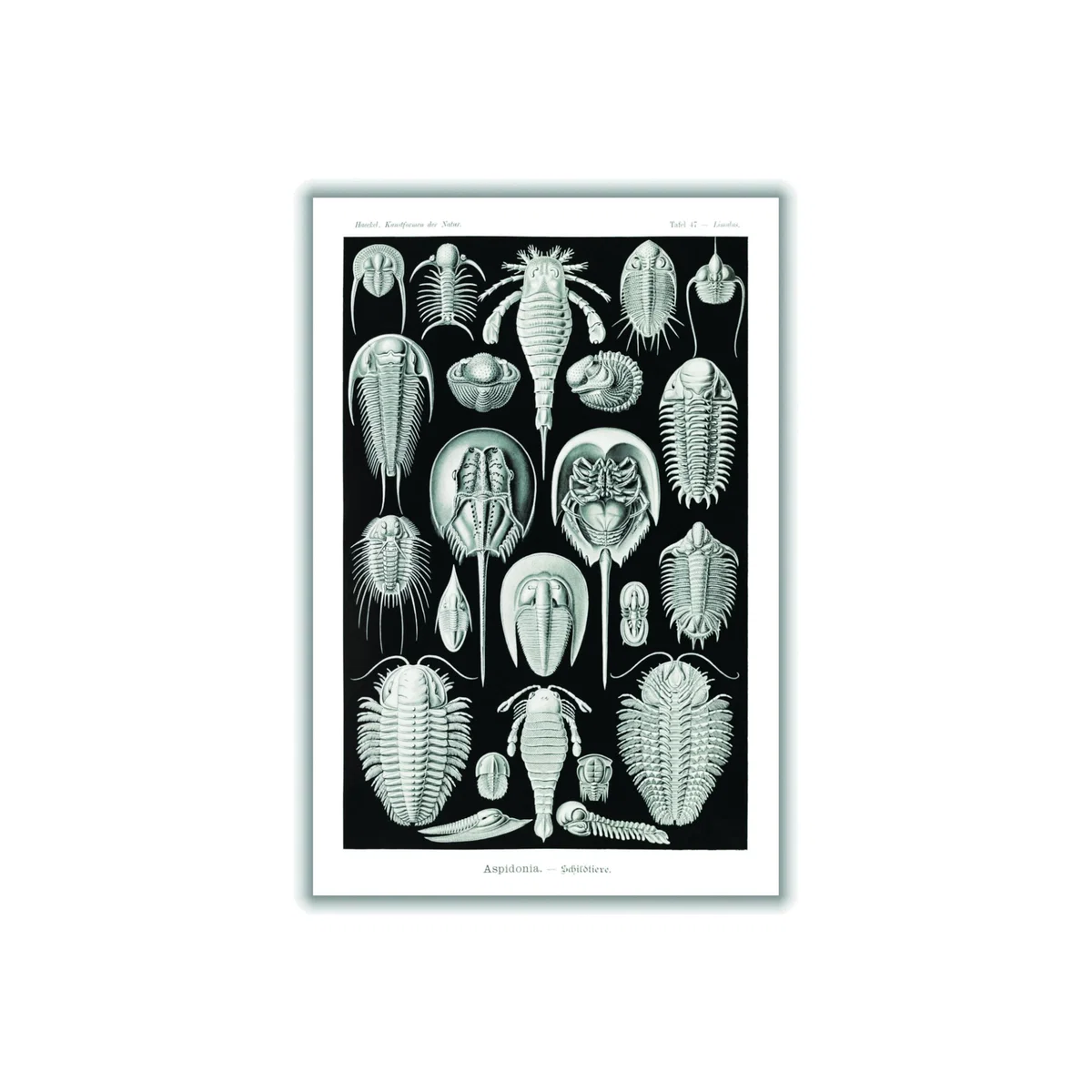 Grey Aspidonia-Schildtiere By Ernst Haeckel A3 297 X 420Mm Stanley Print House – image 1