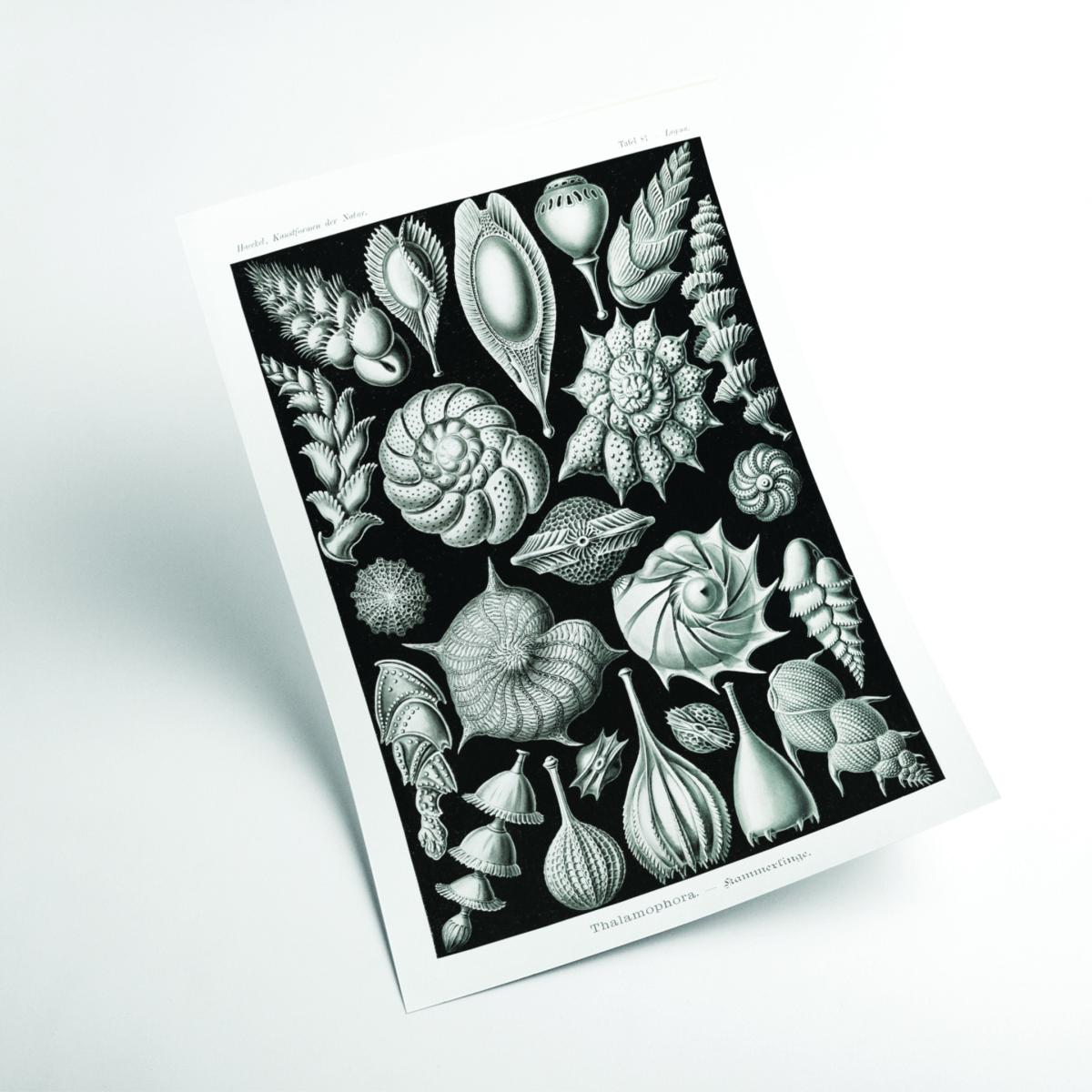 Grey Thalamophora-Kammerlinge Ii By Ernst Haeckel Medium Stanley Print House – image 2