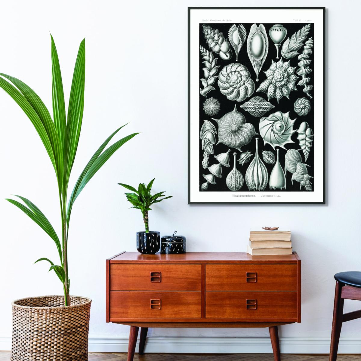 Grey Thalamophora-Kammerlinge Ii By Ernst Haeckel Medium Stanley Print House – image 3