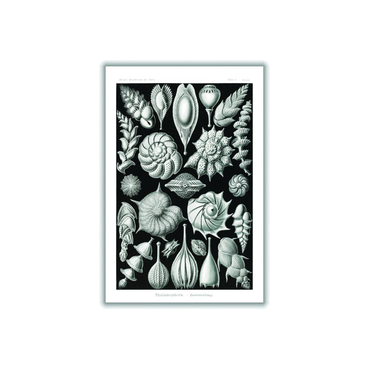 Grey Thalamophora-Kammerlinge Ii By Ernst Haeckel Medium Stanley Print House – image 1