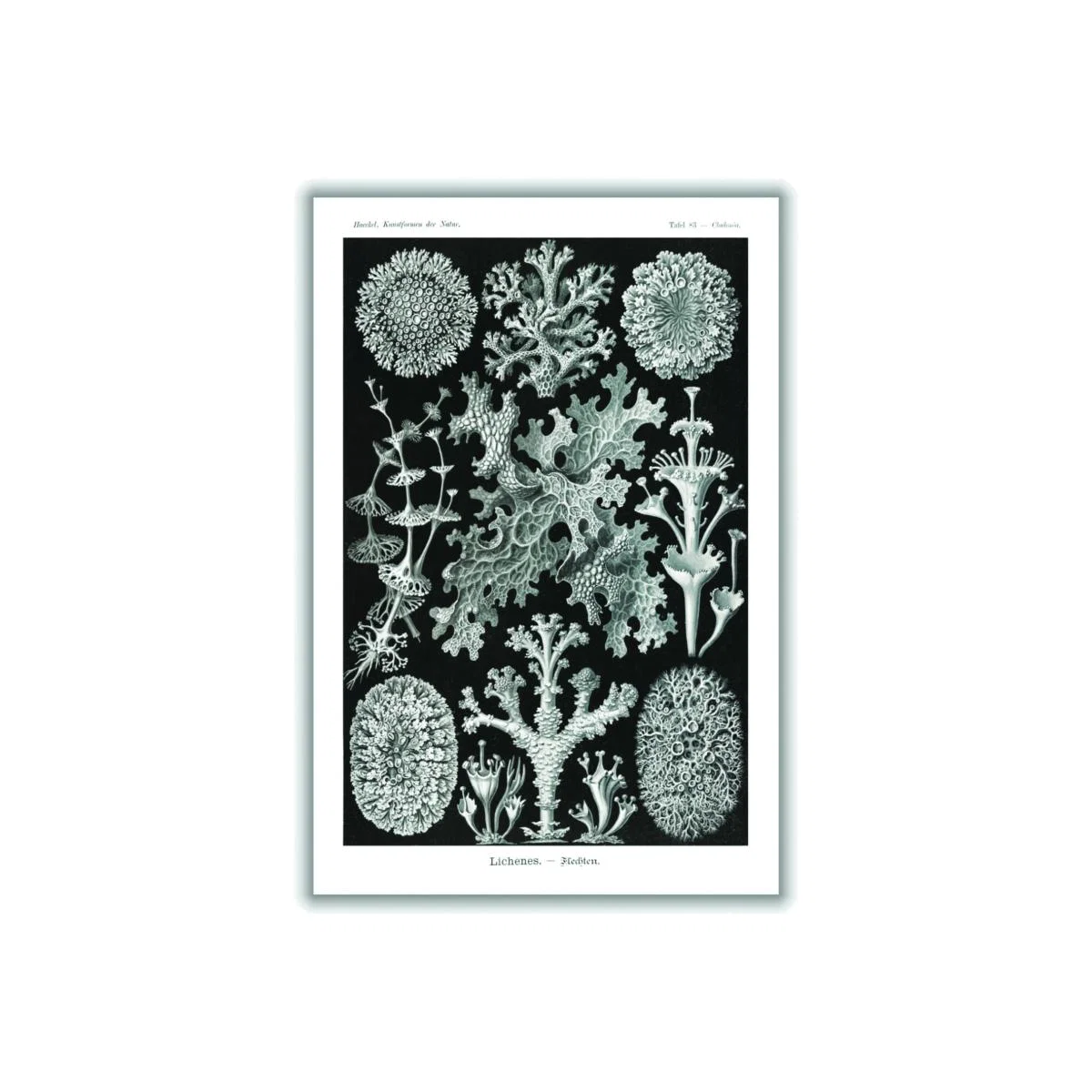 Grey Lichenes-Flechten By Ernst Haeckel A1 594 X 841Mm Stanley Print House – image 1