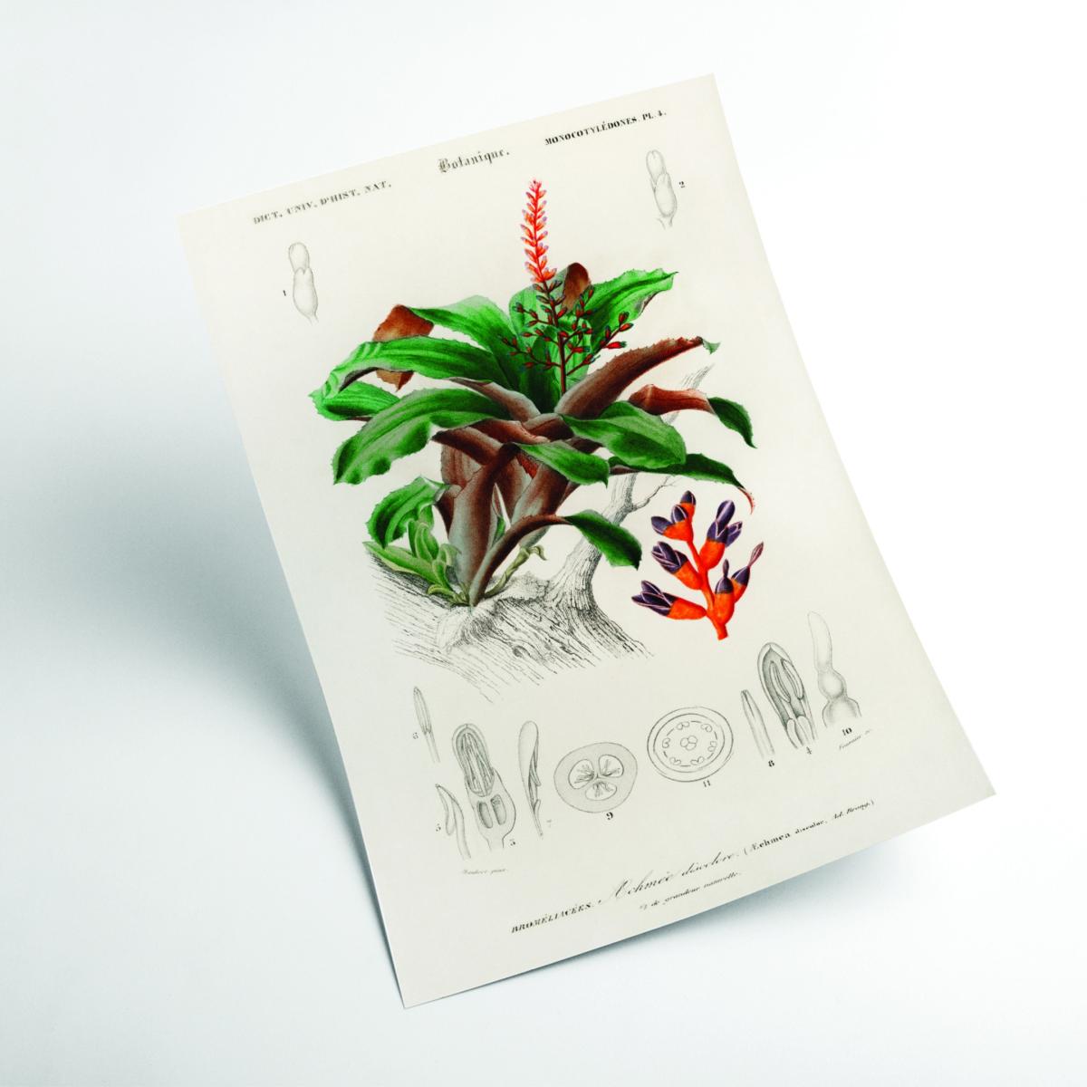Green Bromeliad A1 594 X 841Mm Stanley Print House – image 2