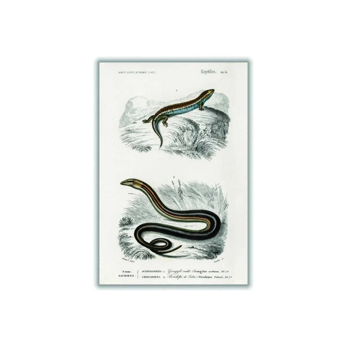 Grey Salamander & Snake Medium Stanley Print House – image 1