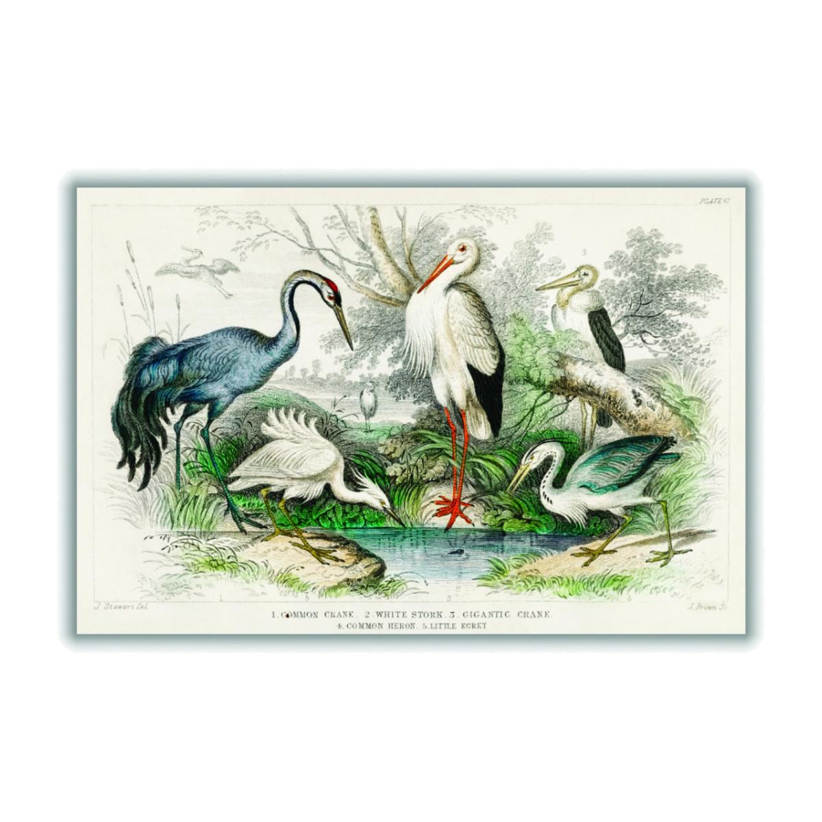 Grey Various Types Of Large Birds Medium Stanley Print House – image 1