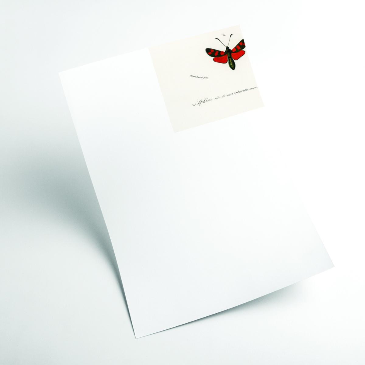 Yellow / Orange Collection Of Moths Medium Stanley Print House – image 2