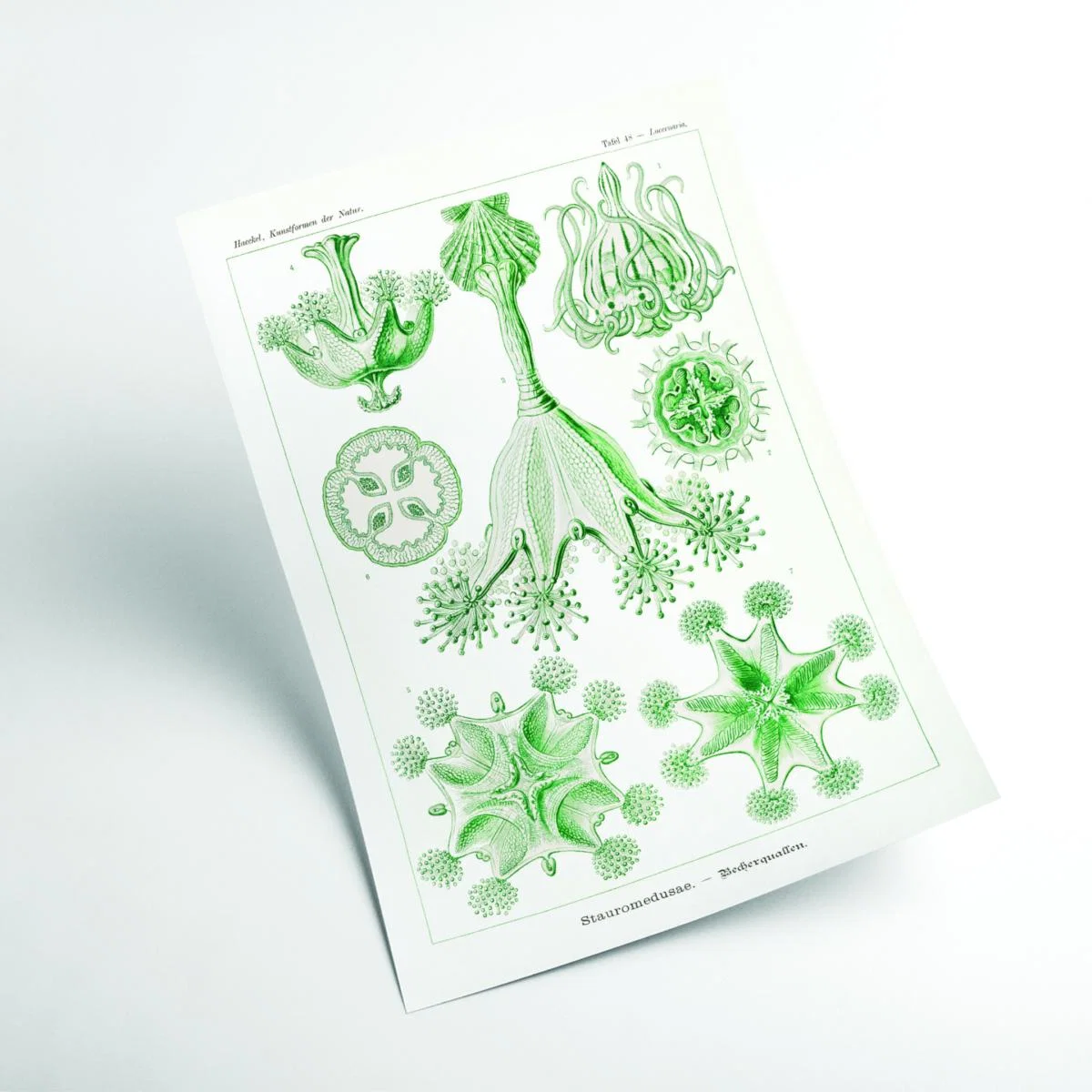 Green Stauromedusae-Becherquallen By Ernst Haeckel A1 594 X 841Mm Stanley Print House – image 2