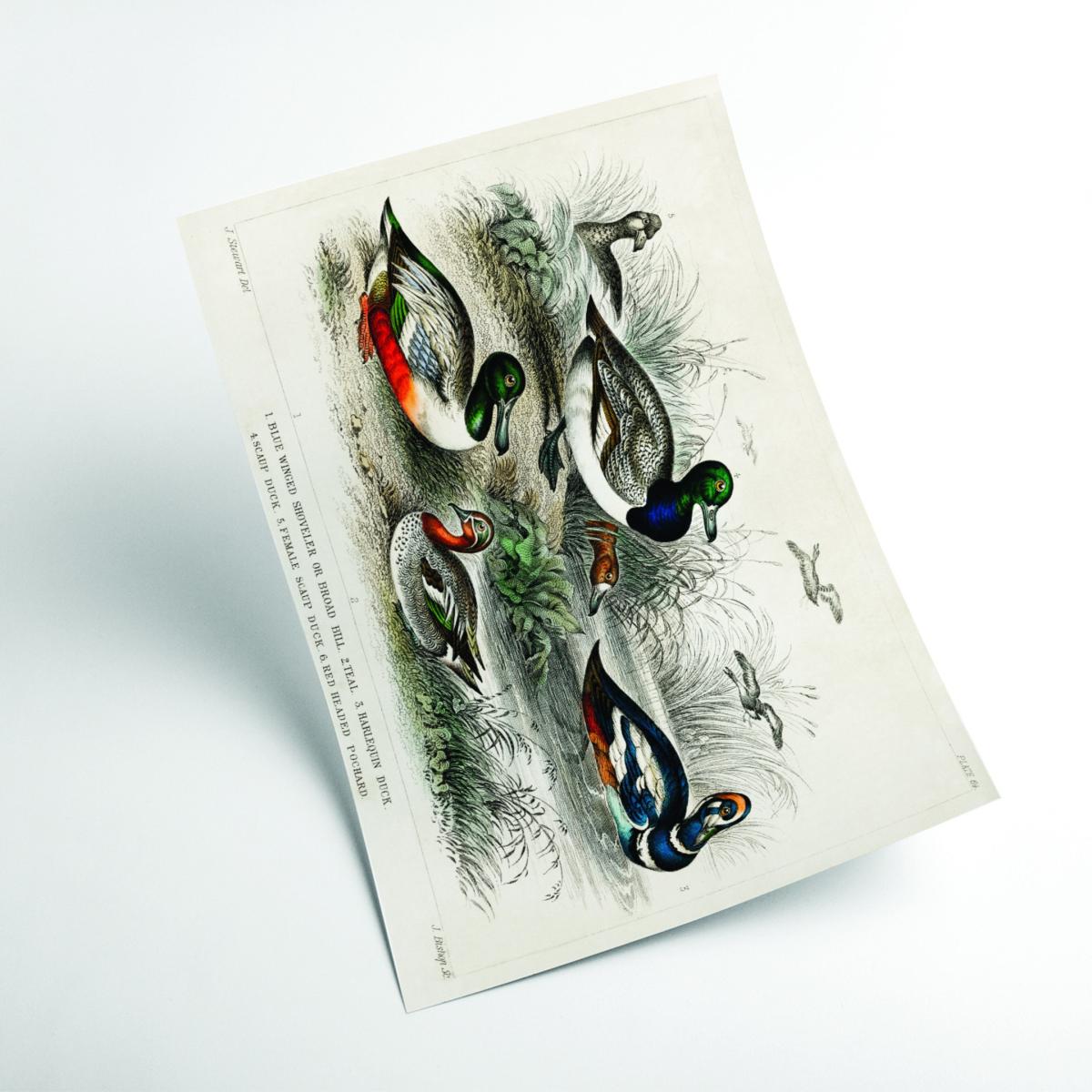 Grey Various Types Of Duck Large Stanley Print House – image 2