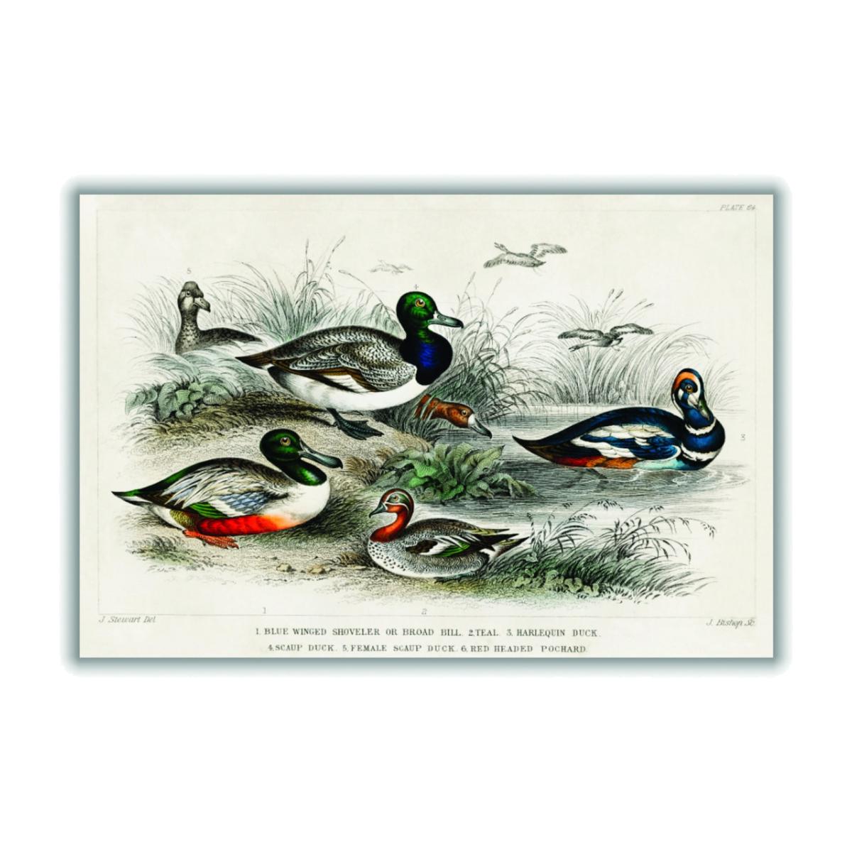 Grey Various Types Of Duck Large Stanley Print House – image 1
