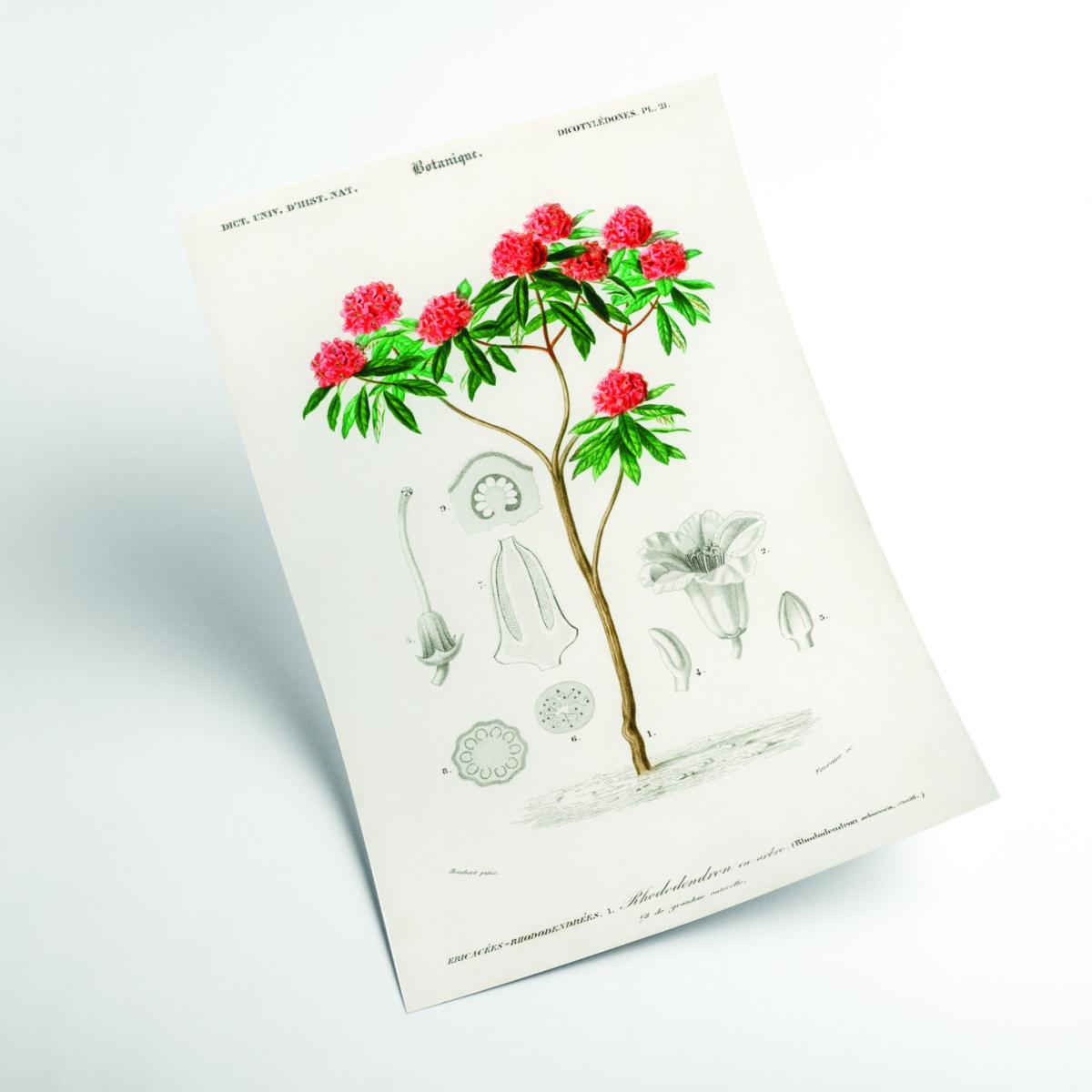 Rhododendron Arboreum Xxs Stanley Print House – image 2