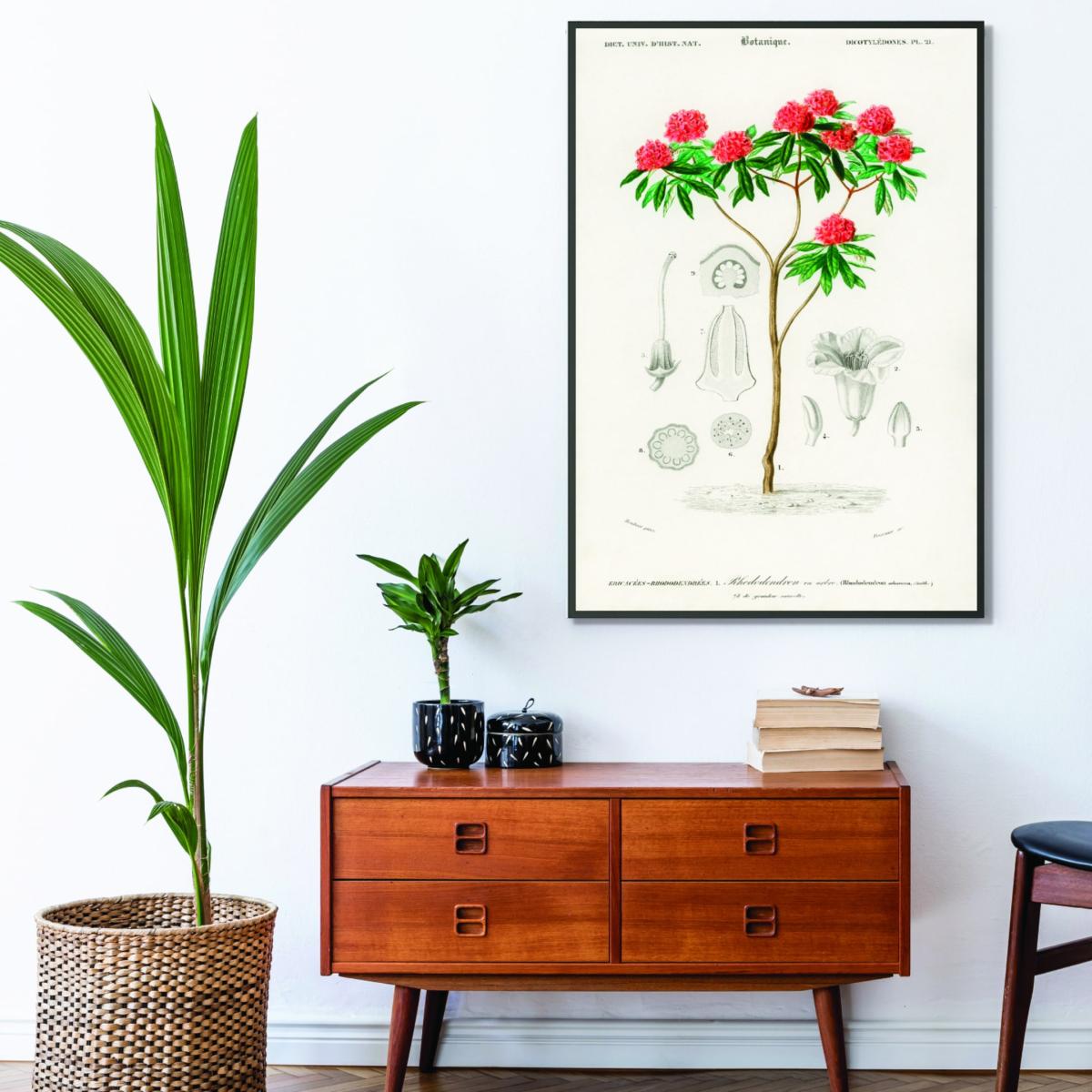 Rhododendron Arboreum Xxs Stanley Print House – image 3