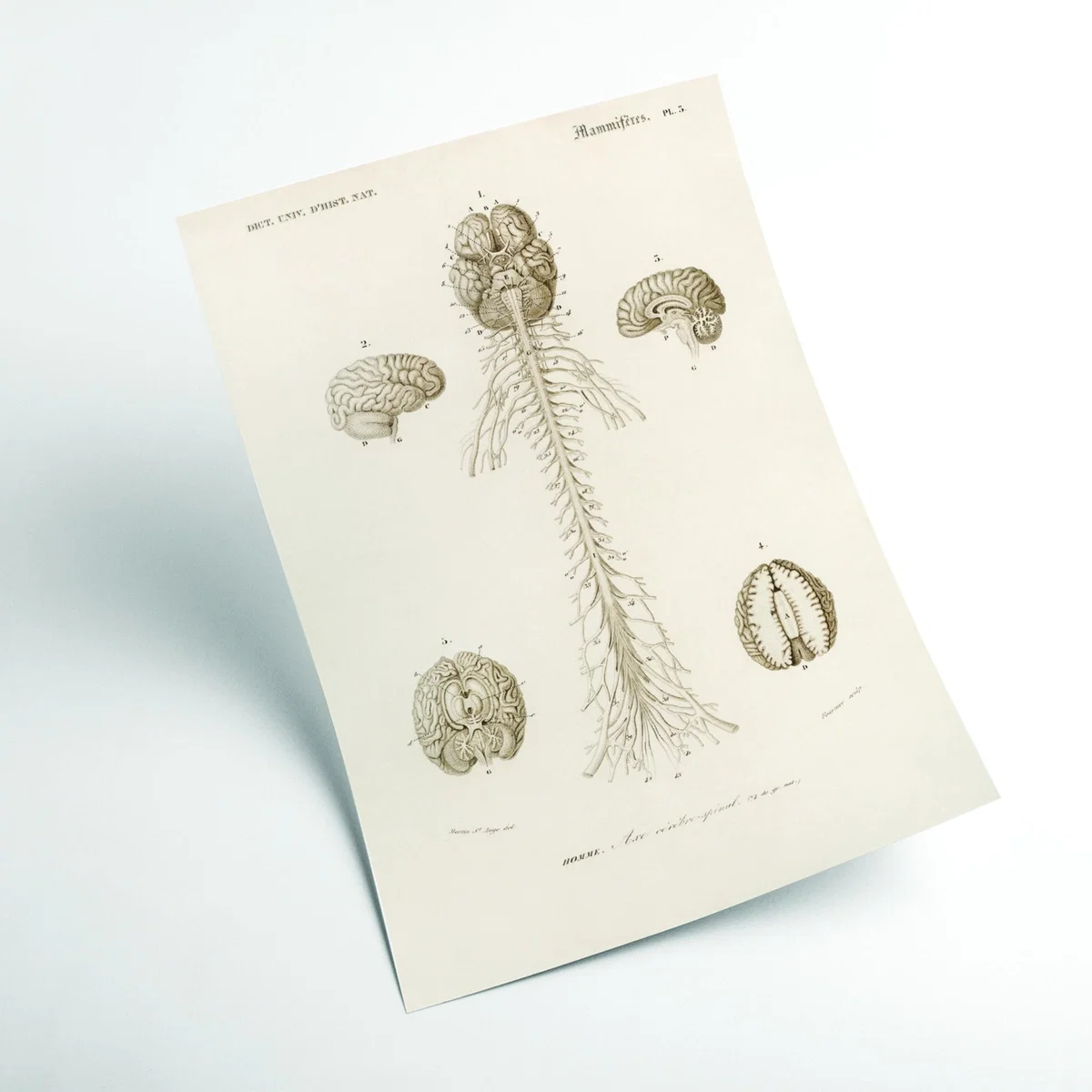 Neutrals Human Brain Illustration Print A1 594 X 841Mm Stanley Print House – image 2