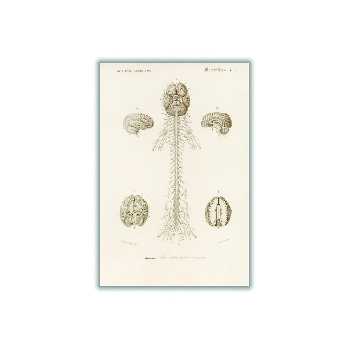 Neutrals Human Brain Illustration Print A1 594 X 841Mm Stanley Print House – image 1