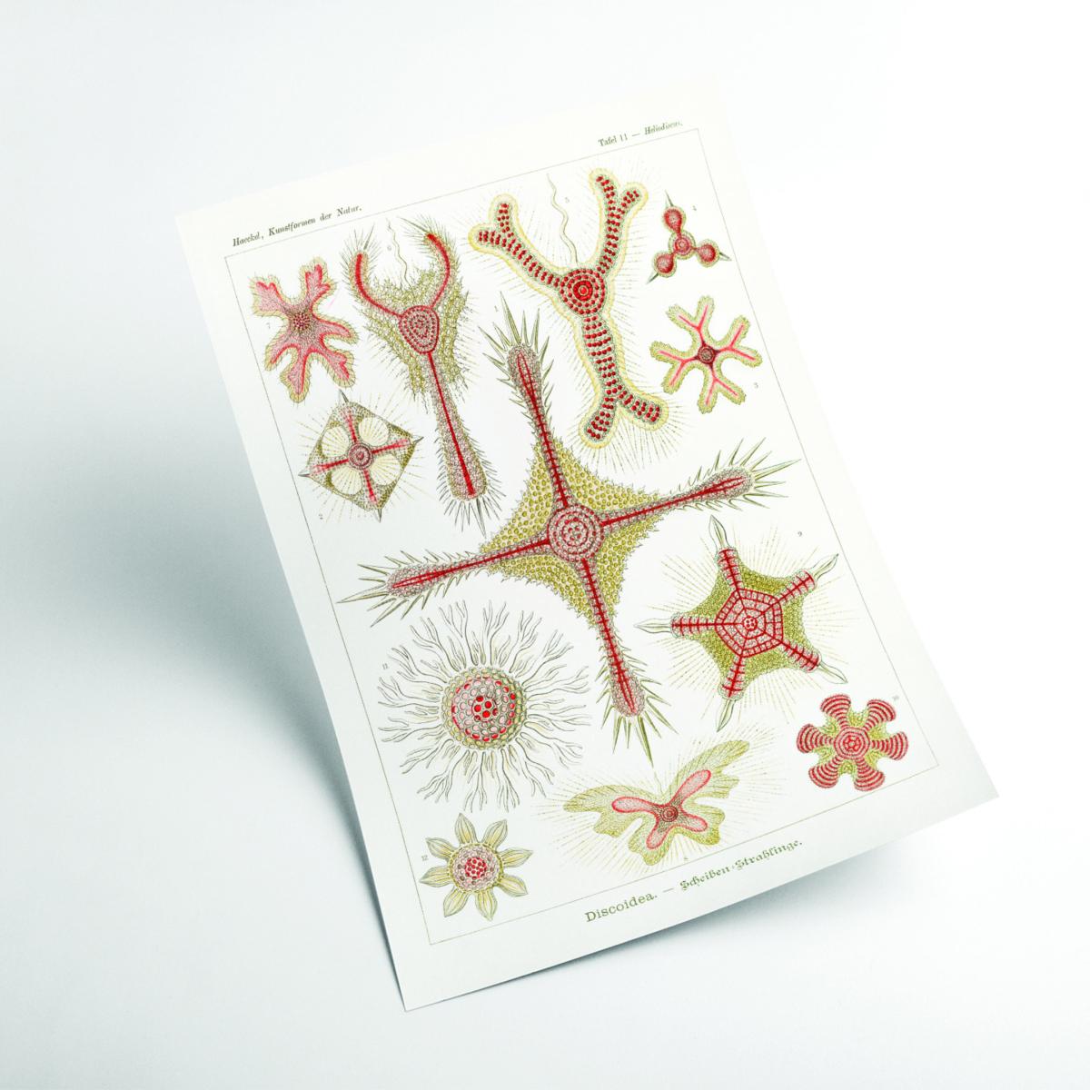 Rose Gold Discoidea-Scheiben-Strahlinge By Ernst Haeckel A3 297 X 420Mm Stanley Print House – image 2