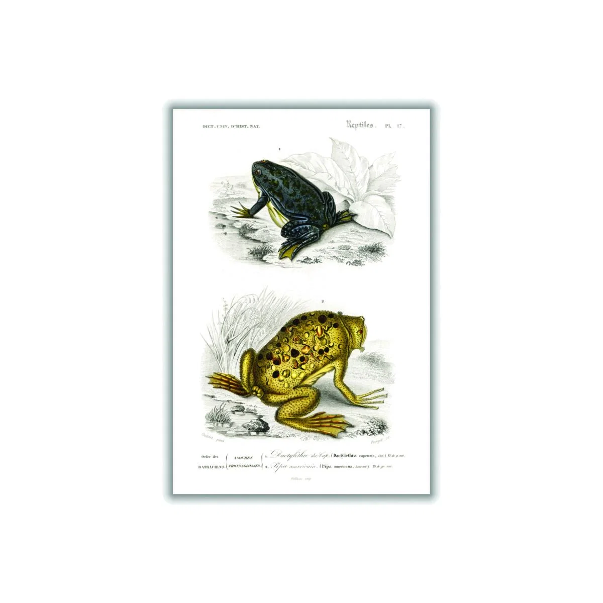Shrinking Frogand Surinam Toad Xxs Stanley Print House – image 1