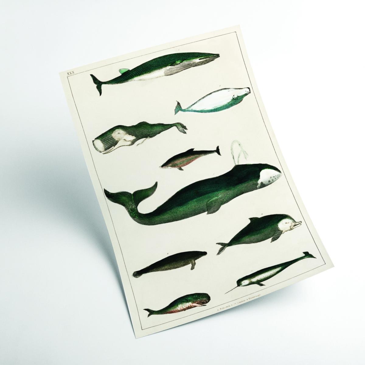 Green Types Of Whales Extra Large Stanley Print House – image 2