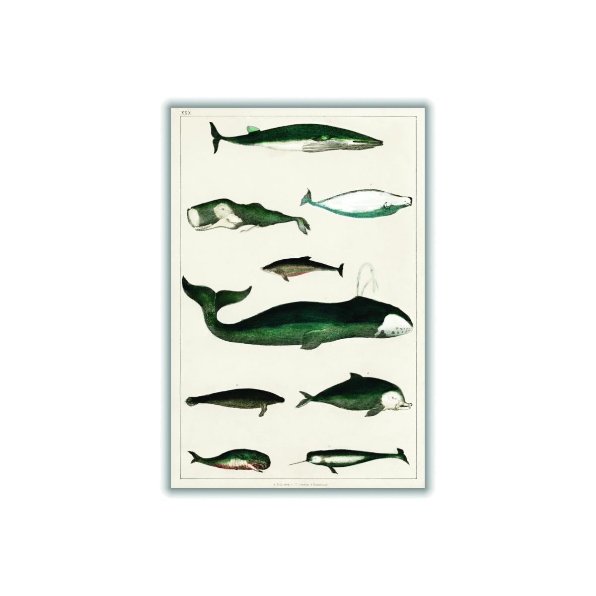 Green Types Of Whales Extra Large Stanley Print House – image 1