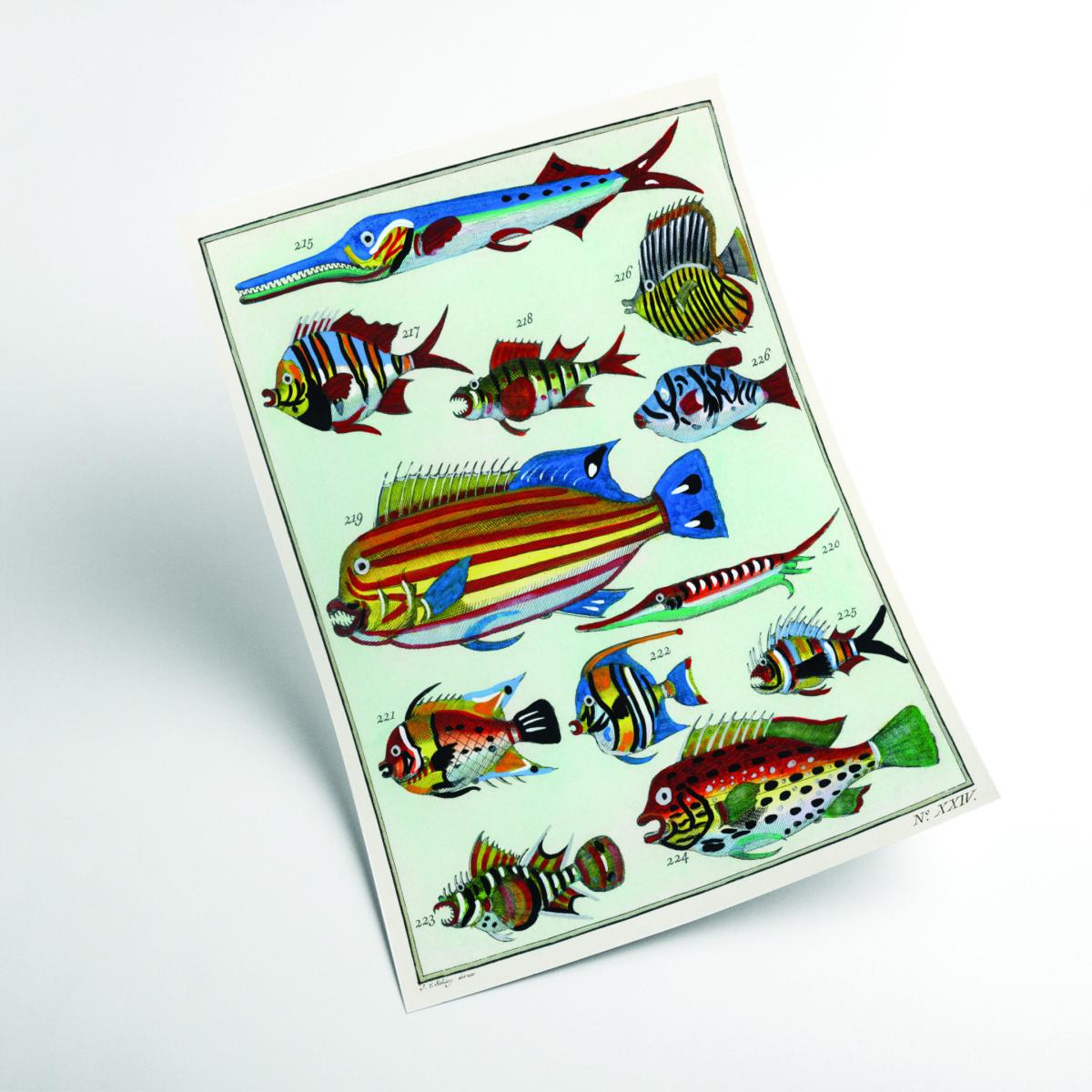 Rare Exotic Fish A2 420 X 594Mm Stanley Print House – image 2