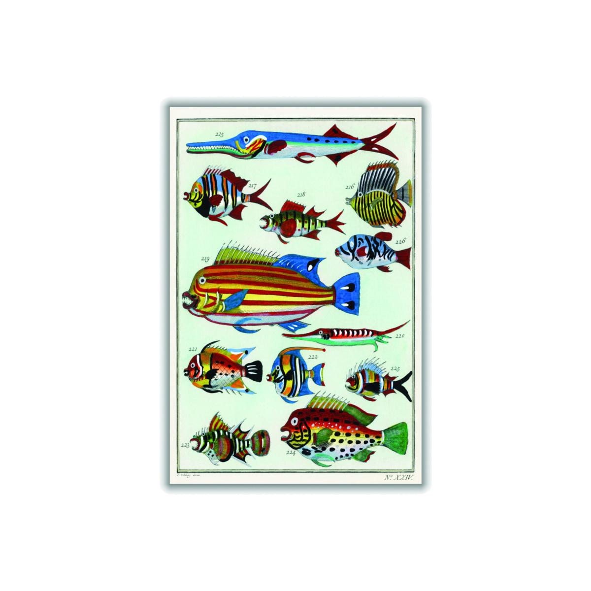 Rare Exotic Fish A2 420 X 594Mm Stanley Print House – image 1