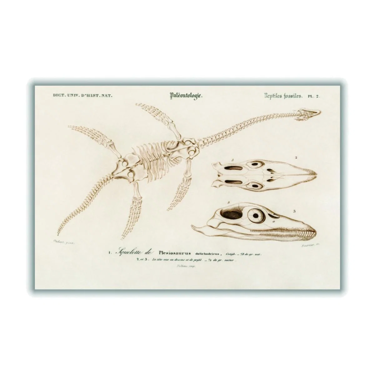 Gold Plesiosaurus Extra Small Stanley Print House – image 1