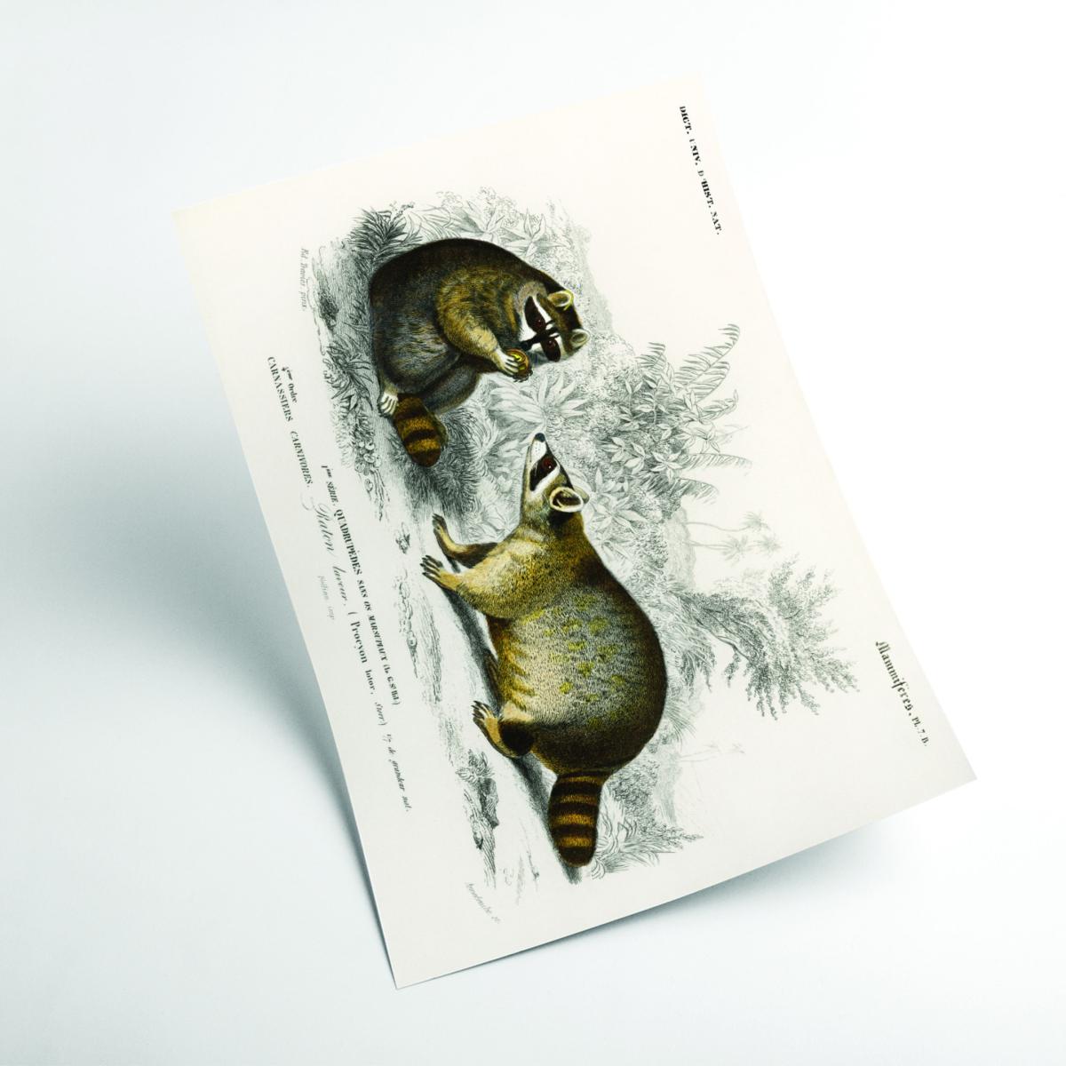 Grey Raccoon Medium Stanley Print House – image 2