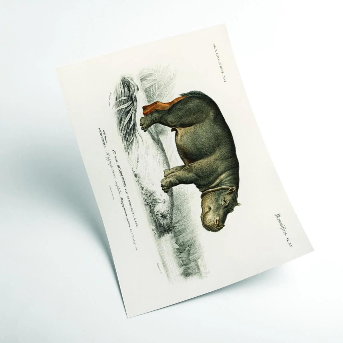 Grey Hippopotamus A4 210 X 297Mm Stanley Print House – image 2