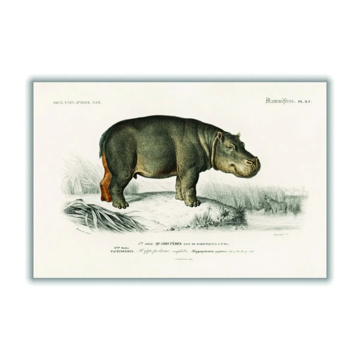 Grey Hippopotamus A4 210 X 297Mm Stanley Print House – image 1