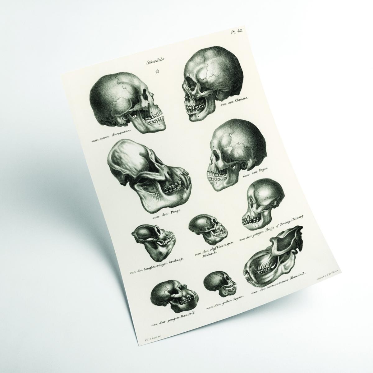 Neutrals Skulls A2 420 X 594Mm Stanley Print House – image 2